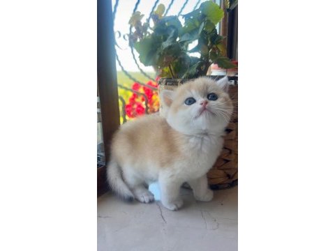 Saf kan golden british shorthair yavruları (wcf kayıtlı)
