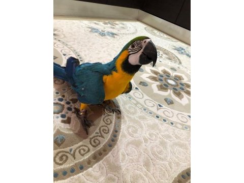 Blue gold macaw evcil