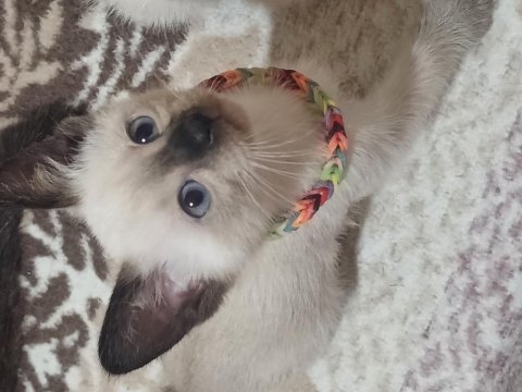 Üç adet safkan siyam kedisi yavrusu