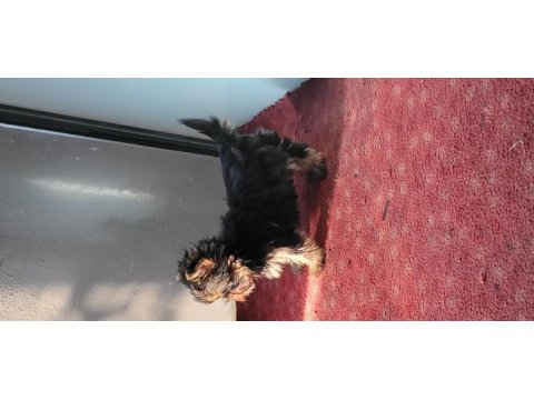 Safkan ırk garantili yorkshire terrier bebekler