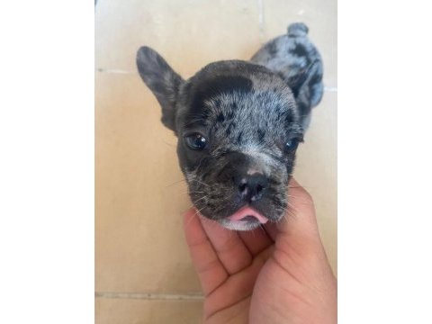 Acil sahiplendirme bulldog