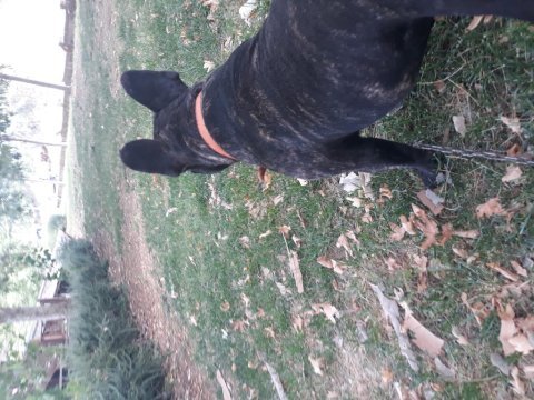 Köpeğim pablo için dişi arıyorum