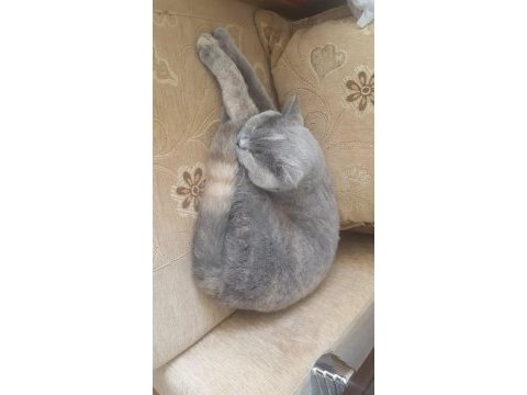 1 yaşında kedilerimiz sahiplendirilecektir