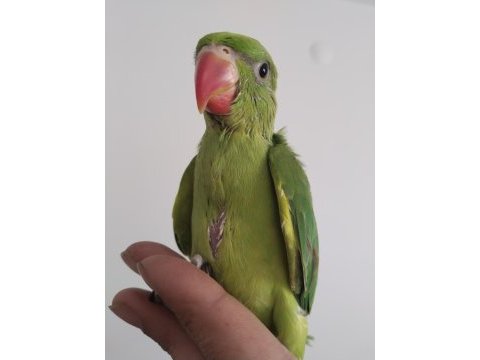El besleme bebek pakistan papağanlar