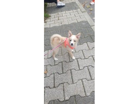 Minik spitz kızımız