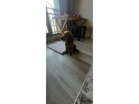 3 aylık dişi american cocker yavrumuz