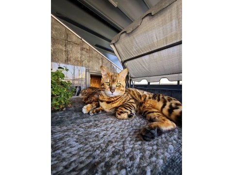 4 kuşak wcf şecereli safkan bengal gold/brown (2 aylık)