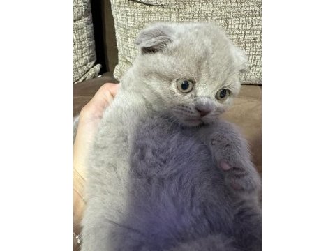 2 aylık yavru scottish fold tuvalet eğitimli
