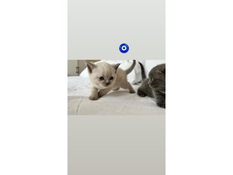 Blue point ve british shorthair