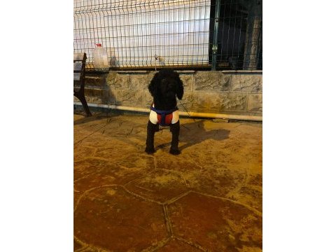 Siyah disi minyatür poodle kizanda su an
