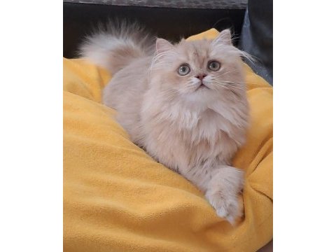 British longhair sevimli cana yakın uysal