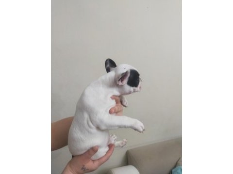 Son kalite french bulldog yavrular