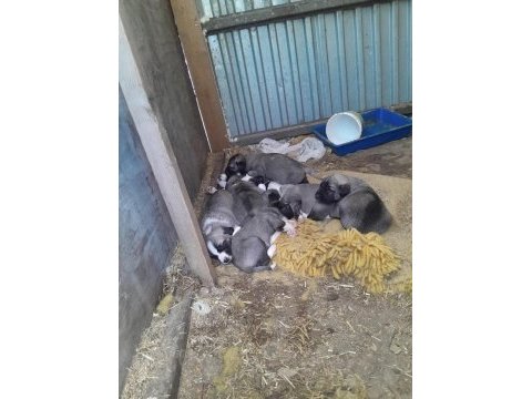 Orjınal has kangal yavruları
