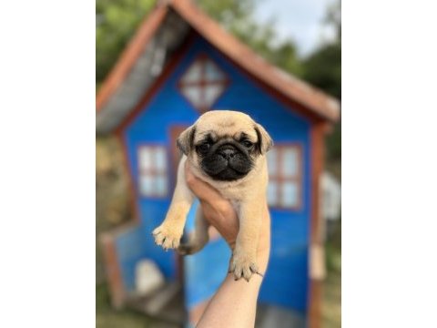 Pug bebeklerimiz