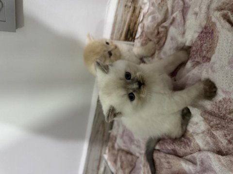 British shorthair kırması yavrular (farklı renk)