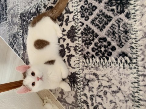 Cinnamon bicolor ve cinnamon longhair muchkin