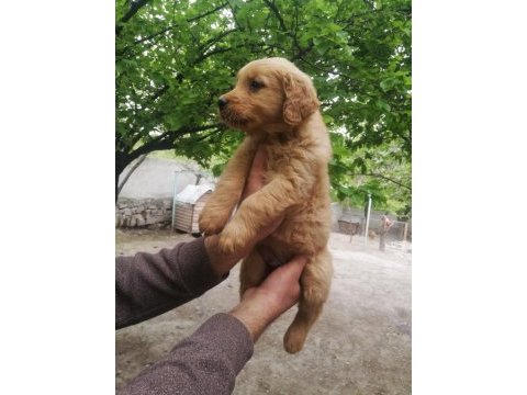 İki aylık golden retriever yavrular