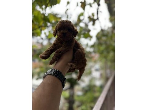 Sağlık ve ırk garantili toy poodle yavrularımız