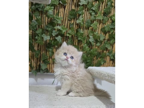 Özel renk british arayanlara lilac golden renkli erkek yavru
