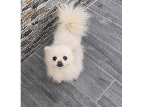 Ücretsiz pomeranian dişi