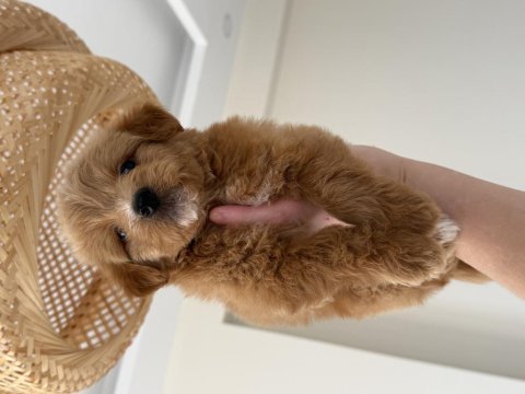 Party color maltipoo