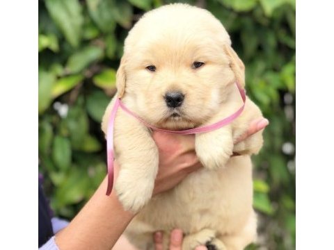 Golden retriever puppies