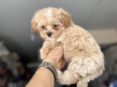 Show kalite kore kan maltipoo yavrularımız