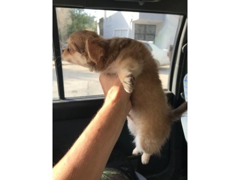 5 aylık rusya'da doğan oğlumuz chihuahua