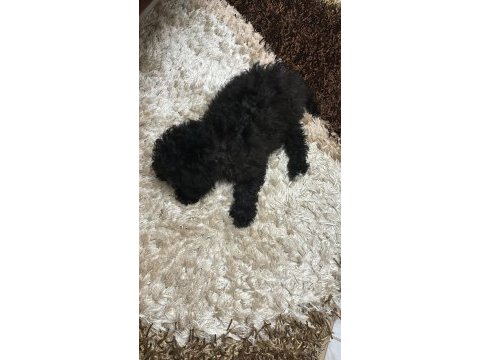 Toy poodle 2.5 aylık uslu komutlu aşılı