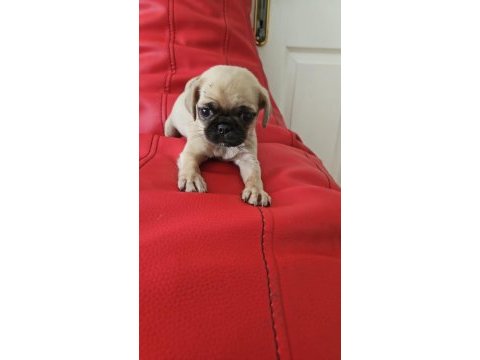 A kalite pug mops yavru
