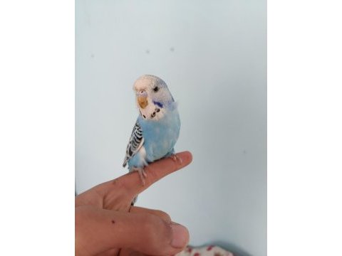 Yavru muhabbet kuşu