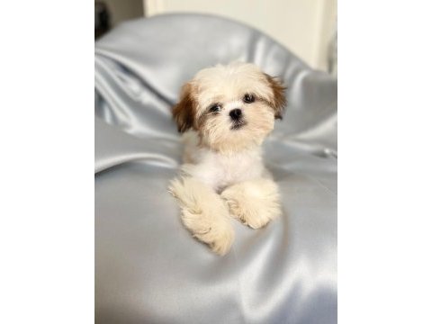 Puf puf shih tzu kızım