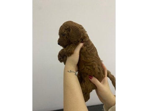 Anne altından, ırk garantili red brown poodle