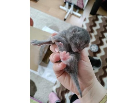 Yeni doğmuş scottish fold yavruları