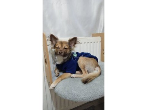 Şivava köpeğimizi çiftleştirmek