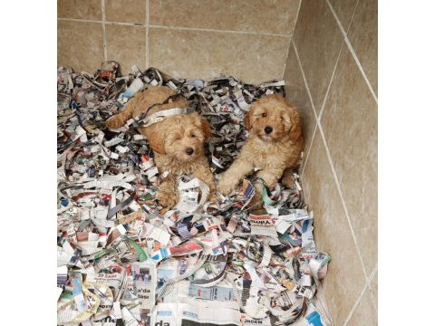 A kalite maltipoo yavrularımız
