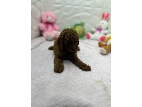 2.5 aylık toy poodle bebekler