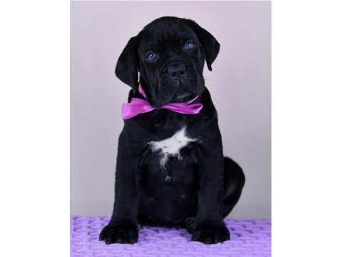 Evinizin yeni üyesi cane corso kapıda ödeme vardır