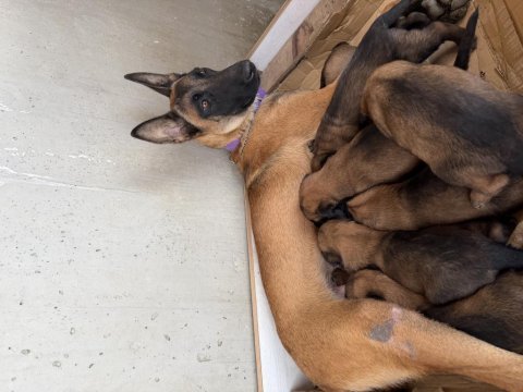Irkının özelliklerini taşıyan belçika malinois