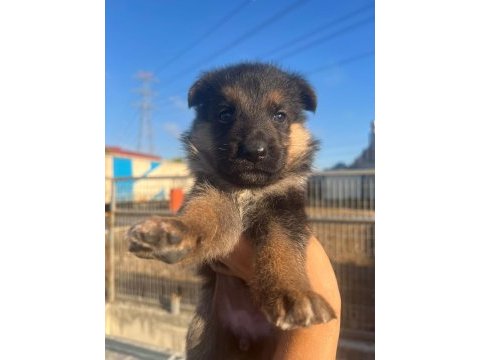 2 aylık safkan dişi alman çoban köpeği son yavru