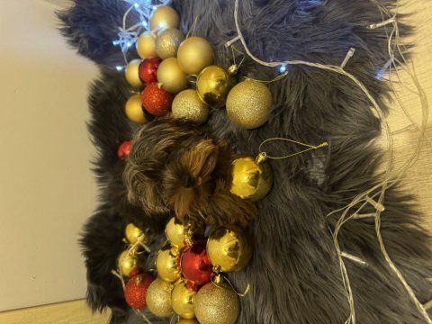 Orijinal teacup yorkshire terrier yavrularımız