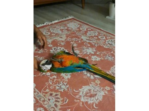 El besleme 11 aylık insan canlısı macaw