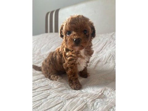 A kalite particolor poodle