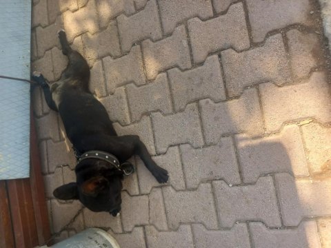 French bulldog 1 yaşında