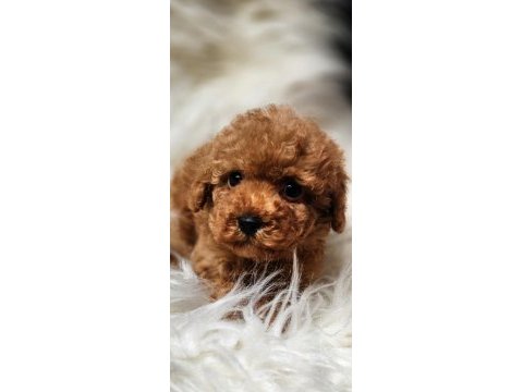 Veteriner teknikerinden sevimli toy poodle dişi ve erkek