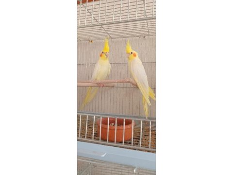 Balıkesir sultan papağanı 4 aylık