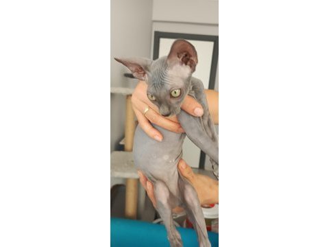 Sphynx yavru kedimiz