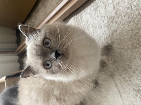 Blue point british longhair