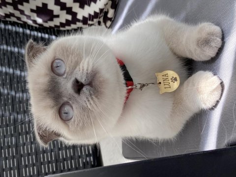 Scottish fold dişi 2 yaşında