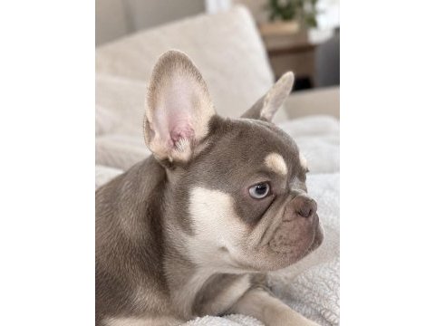 4 aylık dişi french bulldog lilac ve tan